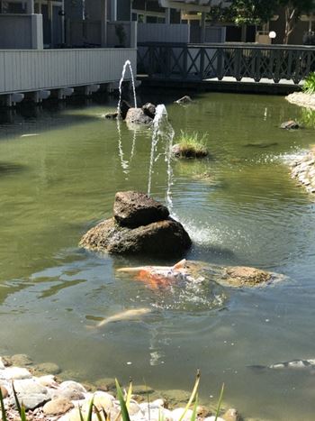 Beautiful waterways with exotic fish